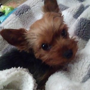 Meet your Posher, Darci